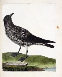 Zoologische Tafel (Ornithologie): Der Schmarotzerraubmöwe (Pomarine Raubmöwe oder Stercorarius pomarinus). Illustration in „Die Geschichte der Vögel, gemalt in ihren erscheinenden und empfindlichen Aspekten“ von Francois Nicolas Martinet (1731-1800).