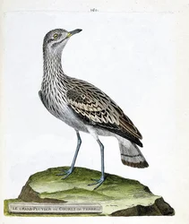 Zoologische Tafel (Ornithologie): Der große Regenpfeifer oder Krähe (Oedicneme criard oder Burhinus oedicnemus). Illustration in „Die Geschichte der Vögel, gemalt in ihren erscheinenden und empfindlichen Aspekten“ von Francois Nicolas Martinet (1731-1800).
