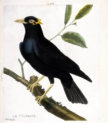Zoologische Tafel (Ornithologie): Der Maina (Religiöser Maina oder Gracula religiosa) auf einem Ast. Illustration in „Die Geschichte der Vögel, gemalt in ihren erscheinenden und empfindlichen Aspekten“ von Francois Nicolas Martinet (1731-1800). Private Sam
