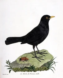 Zoologische Tafel (Ornithologie): Der männliche Amsel (Turdus merula). Illustration in „Die Geschichte der Vögel, gemalt in ihren erscheinenden und empfindlichen Aspekten“ von Francois Nicolas Martinet (1731-1800). Private Sammlung.
