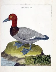 Zoologische Tafel (Ornithologie): Der Männliche Tafelente (Aythya ferina). Illustration in „Die Geschichte der Vögel“ von Francois Nicolas Martinet (1731-1800). Private Sammlung.