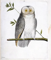 Zoologische Tafel (Ornithologie): Die Eule (Schleiereule oder Tyto alba) auf einem Ast. Illustration in „Die Geschichte der Vögel, gemalt in ihren erscheinenden und empfindlichen Aspekten“ von Francois Nicolas Martinet (1731-1800). Private Sammlung.