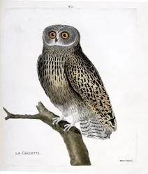 Zoologische Tafel (Ornithologie): Die Eule (Strix aluco) auf einem Ast. Illustration in „Die Geschichte der Vögel“ von Francois Nicolas Martinet (1731-1800). Private Sammlung.