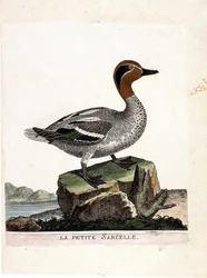 Zoologische Tafel (Ornithologie): Die Krickente (Anas crecca). Illustration in „Die Geschichte der Vögel“ von Francois Nicolas Martinet (1731-1800). Private Sammlung.