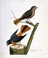 Zoologische Tafel (Ornithologie): Die Nachtigall auf einem Baumstamm und ihr Weibchen (Rotschwanz mit weißer Stirn oder Phoenicurus phoenicurus) auf dem Ast. Illustration in „Die Geschichte der Vögel, gemalt in ihren erscheinenden und empfindlichen Aspekte