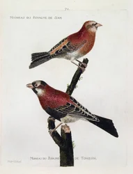 Zoologische Tafel (Ornithologie): Spatz des Königreichs Siam (Purpurroselin oder Carpodacus erythrinus) und Spatz des Königreichs Tonkin auf einem Ast. Illustration in „Die Geschichte der Vögel, gemalt in ihren erscheinenden und empfindlichen Aspekten“ von