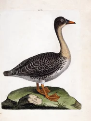 Zoologische Tafel (Ornithologie): Die Saatgans (Anser fabalis). Illustration in „Die Geschichte der Vögel, gemalt in ihren erscheinenden und empfindlichen Aspekten“ von Francois Nicolas Martinet (1731-1800). Private Sammlung.