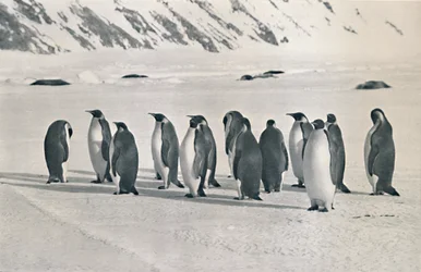 Kaiserpinguine, 1911, 1913