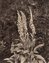 Fingerhüte