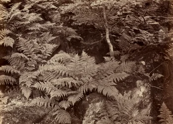 Unbetitelte Farnstudie, späte 1870er Jahre