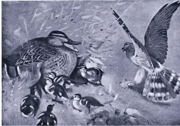 Eine knappe Sache, Harrier und Ente