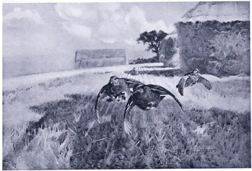 Über das Stoppelfeld