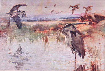 Der Reiher, Illustration aus Wild Nature & Country Life, veröffentlicht von Hodder & Stoughton, ca. 1910