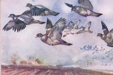 Ringeltauben im Flug, Illustration aus Wild Nature & Country Life, veröffentlicht von Hodder & Stoughton, ca. 1910