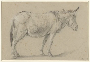 Stehender Esel, nach rechts