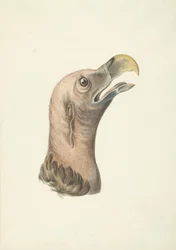 Kopf eines Ohrengeiers (Otogyps auricularis Daud)