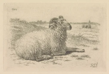 Liegender Widder auf einer Wiese