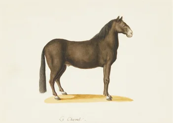 Das Pferd