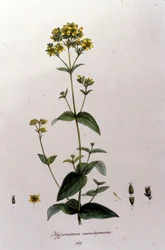 Das Berg-Johanniskraut aus F. De Paola De Schranks „Flora Monacensis“. München 1816.
