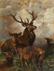 Hirsch und Hirschkuh