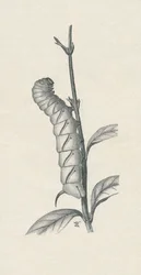 Ausgewachsene Raupe des Ligusterschwärmers, ähnlich beschäftigt, ca. 1900, 1910
