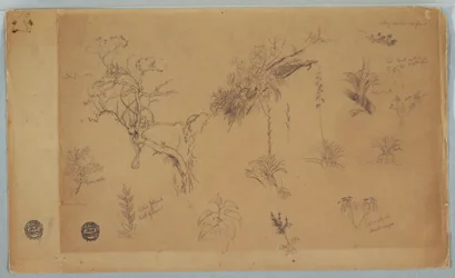 Zeichnung, Eine Gruppe von dreizehn botanischen Studien aus Kolumbien oder Ecuador, 1853