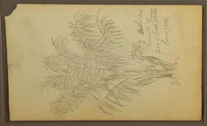 Botanische Skizzen, 1857