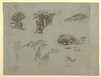 Botanische Skizzen aus Südamerika: eine Palme, Baumgruppen, hängende Zweige, ein großer Baum neben einem Haus und ein fliegender Kranich, 1853, wahrscheinlich Mai