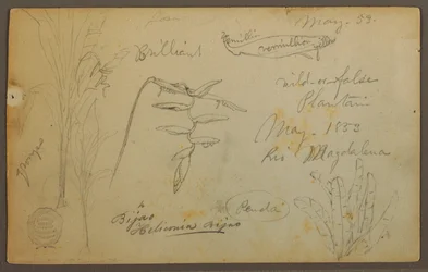Botanische Skizzen vom Rio Magdalena, Kolumbien, Mai 1853