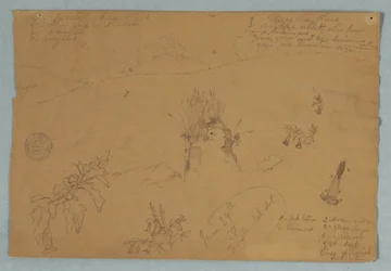 Zeichnung. Botanische und Wolkenskizzen in der Nähe von Quito, Ecuador