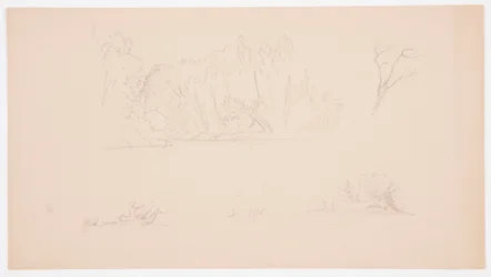 Zeichnung, Botanische Skizzen: Baum, Bäume am Ufer, September 1876