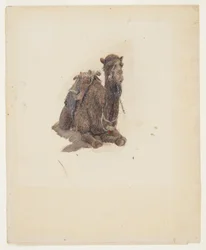 Zeichnung, Kauernder Dromedar, 1868