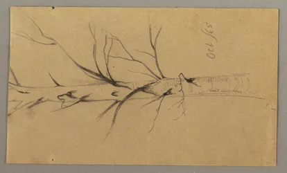 Zeichnung, Toter Baum, Oktober 1865