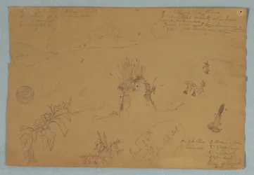 Zeichnung. Botanische und Wolkenskizzen in der Nähe von Quito, Ecuador, 24. Juni 1857