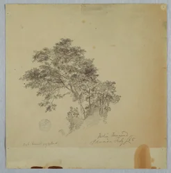 Indische Tamarindenbäume, Jamaika, Juli 1865