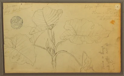 Blätter, 1857