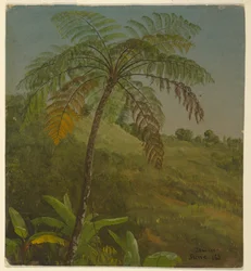 Palmenbaum, Jamaika, Juni 1865