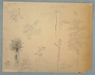 Spanisches Bajonett mit einem Baum und fünf weiteren Pflanzenstudien, Jamaika, Mai 1865