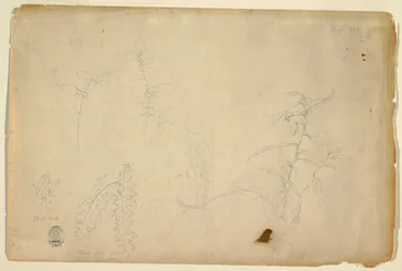 Dornen und Disteln, Juli 1844