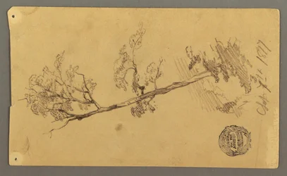 Baum, 1877