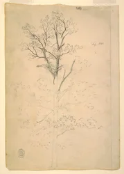 Baum, September 1844