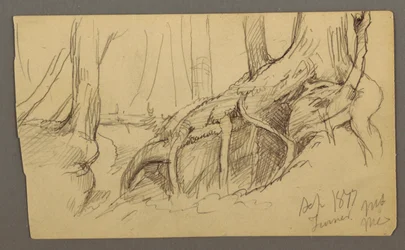 Zeichnung, Baumwurzeln über einen Felsen wachsend (Turner Mountain), 1877