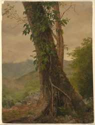 Baum mit Reben, Jamaika, Westindische Inseln, Mai 1865