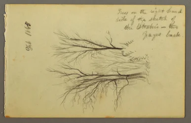 Bäume am Htakie (?) Teich, 1845