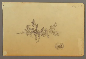 Immergrüner Baum