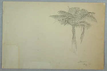 Farnbaumstudie, Jamaika
