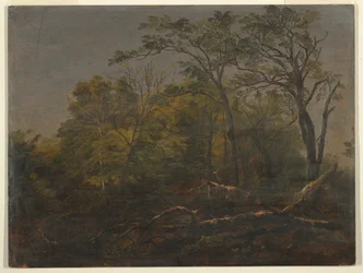 Maine-Wälder