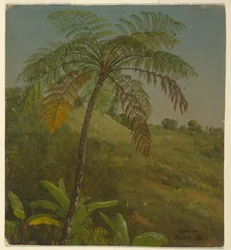 Palme, Jamaika