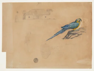 Studie einer Guacamaya, Bogotá, Kolumbien