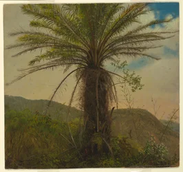 Baumfarn, Jamaika, Juli 1865
